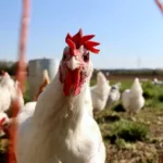 How To Protect Yourself And Your Family From Avian Influenza