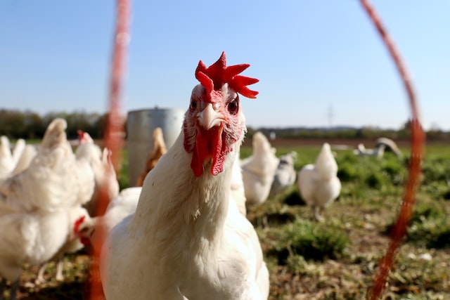 How To Protect Yourself And Your Family From Avian Influenza