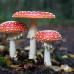 Sensitive To ‘shrooms: The Dangers Of Mushroom Allergy