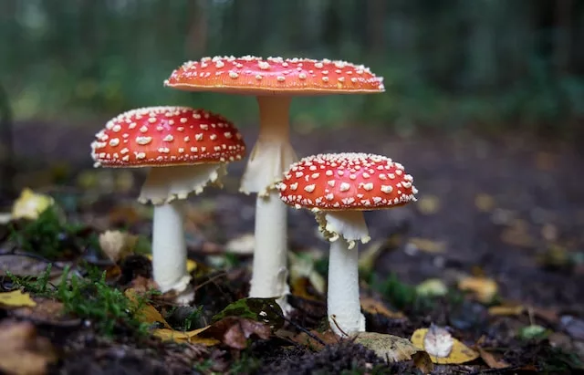 Sensitive to ‘shrooms: the dangers of mushroom allergy