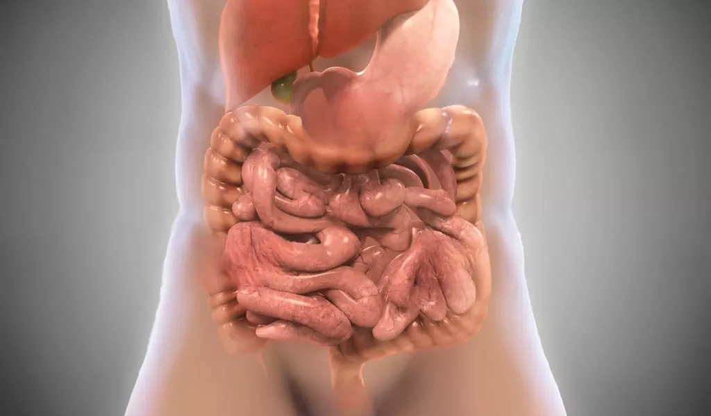 Optimizing Digestive Health: Discover The Power Of Digestion-promoting Foods