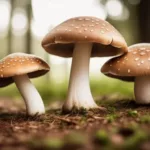 Mushroom Allergy Symptoms Unveiled: 7 Powerful Ways To Stay Allergy-free