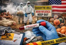 Bird flu avian influenza 11 hard earned lessons from real outbreaks and why people panic too late