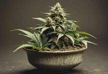 Chronic Cannabis Use 9 Hard Truths That Kinda Broke Me and Helped Me Heal