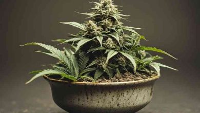 Chronic Cannabis Use 9 Hard Truths That Kinda Broke Me and Helped Me Heal